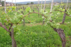 Dolenjske toplice 2.–8. maj 2022
