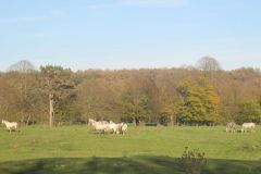 IMG_0176a